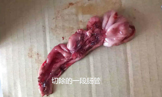 泰迪為什么老是抖身體
