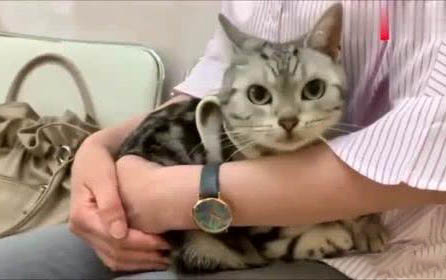 貓咪一周可以吃多少蛋黃