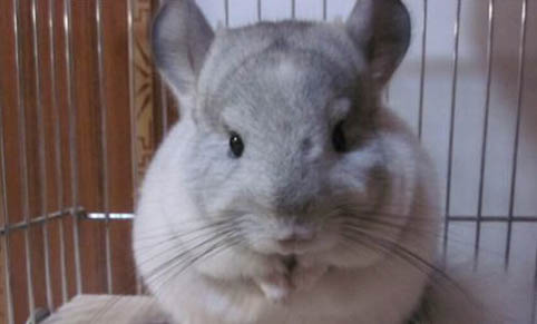 龍貓能吃兔糧嗎