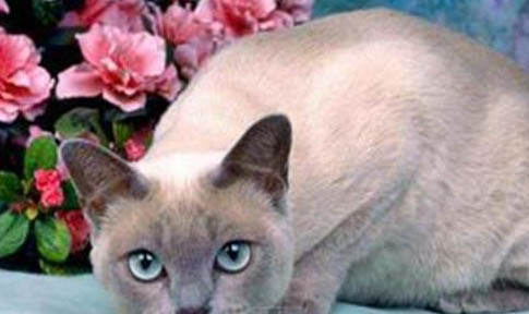 東奇尼貓性格特點是怎樣的