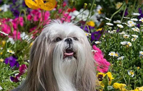 西施犬好打理嗎