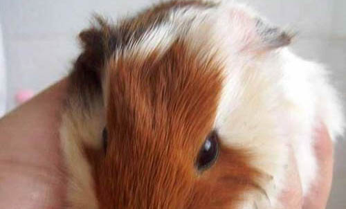 寵物鼠種類有哪些