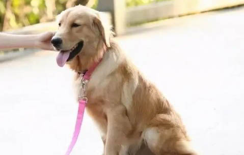 狗狗拉稀是什么原因及處理方法