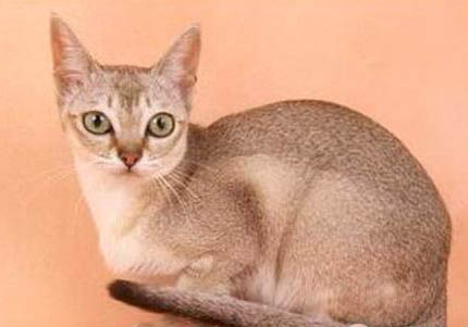 新加坡貓尿閉的原因及處理方法