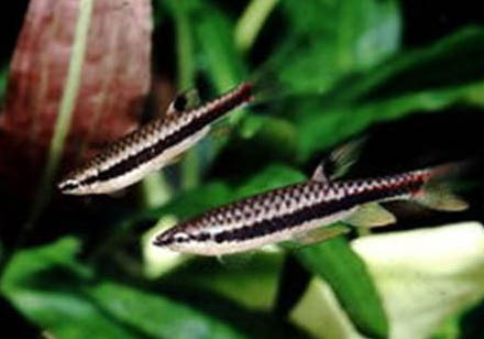 紅色斑馬魚能活多久