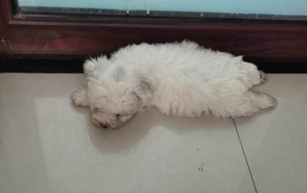 犬細小有哪些癥狀