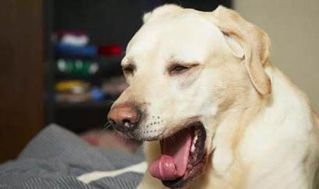 狗狗來月經的注意事項