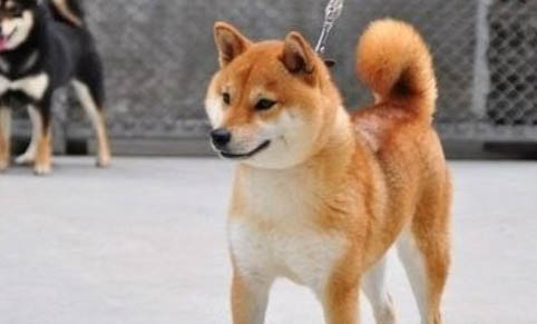 日本柴犬有狂犬病毒能活多久