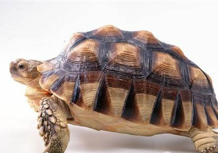 加拉帕戈斯象龜壽命多長