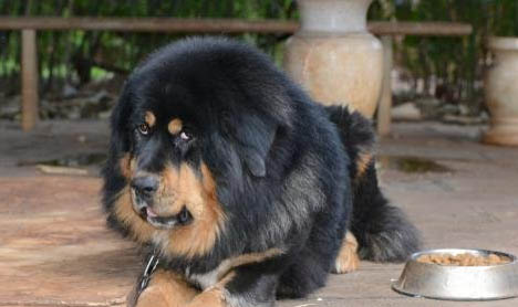 廣州哪里有賣兩個月大小的藏獒