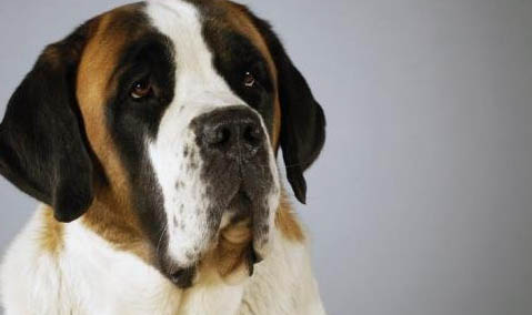 圣伯納犬的價格一般是多少