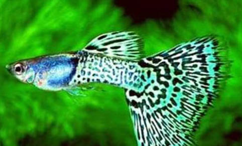 錦鯉魚尾巴上有紅血絲怎么辦?