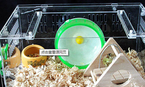 三線倉鼠如何正確養(yǎng)