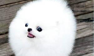 博美犬和泰迪哪個好