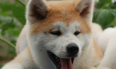 狗狗打疫苗多少錢