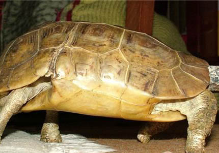 赫曼陸龜可以活多久