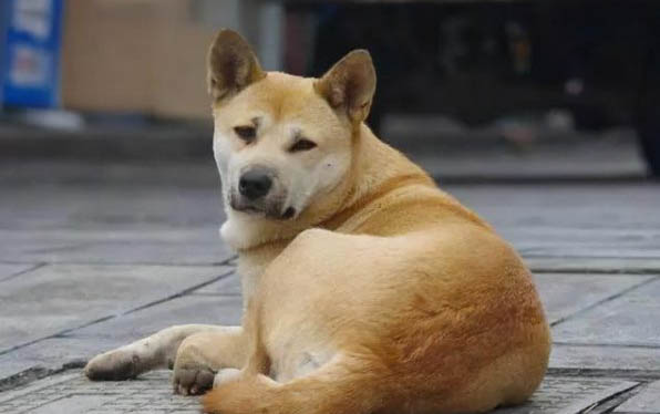 狗狗身上有皮屑如何處理