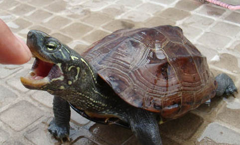 深水龜的幼龜都有哪些?