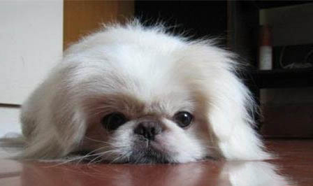 京巴犬性格怎么樣呢