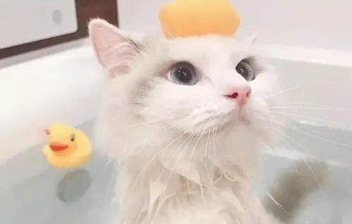 小貓需要打幾次疫苗