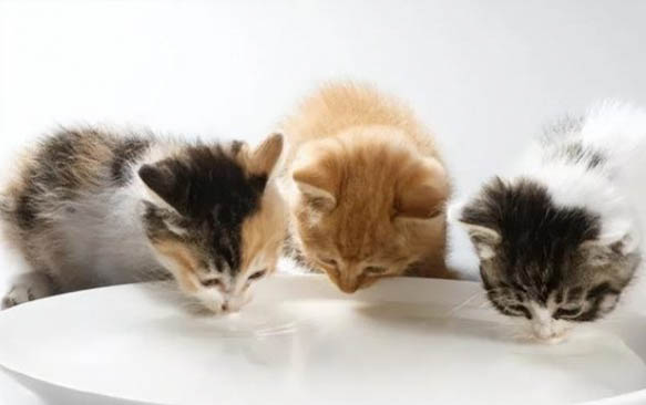 貓懷孕多久才能生小貓