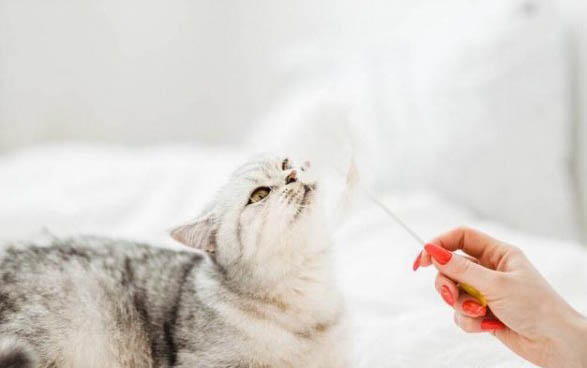 小貓身上有跳蚤怎么辦?。? /><p>在飼養貓咪時應保持環境的干凈衛生。定期對家里進行打掃，保持的環境的干凈衛生，預防跳蚤的滋生。</p><h3>一個月的小貓身上有跳蚤怎么辦？</h3><p>一個月的幼貓有跳蚤我們可以將其隔離，等到四十天大的時候使用體外驅蟲要驅除就可以了，如果你的幼貓身體不是很好，那最好先將其它疾病看好以后再來使用驅蟲藥，在幼貓兩個月大的時候要記得注射疫苗。</p></div></div>
			</article>			
        </div>
		<aside class=
