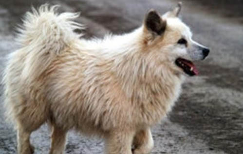 邊境牧羊犬怎么看純種