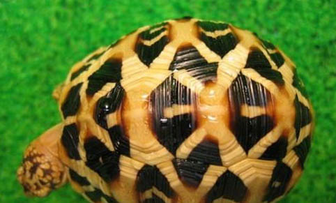 印度星龜可以深水養(yǎng)嗎