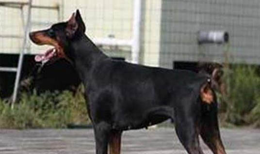 母犬子宮脫出原因及處理方法