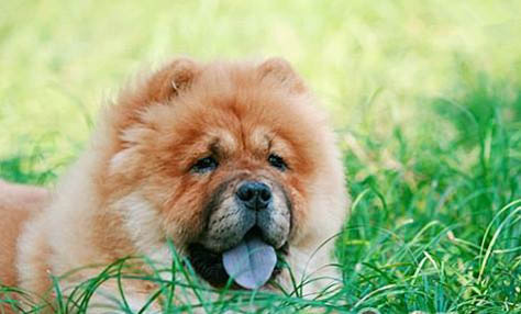 老年犬腎衰竭會有哪些表現