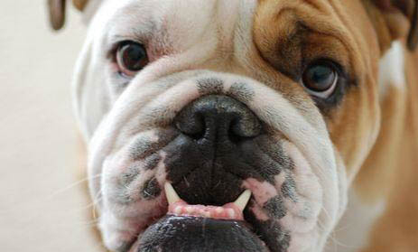 英國斗牛犬多久發情