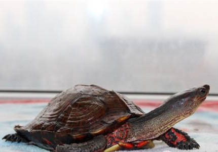 油彩木紋龜為什么沒人養