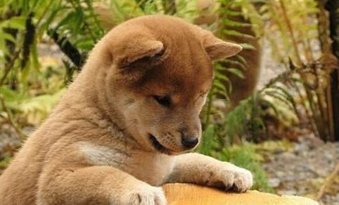 柴犬哪里有賣的