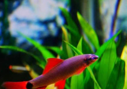 彩虹鯊魚和什么魚混養