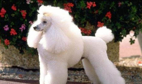 貴賓犬和雪納瑞哪個好養