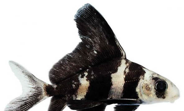 觀賞魚昏睡病的防治介紹