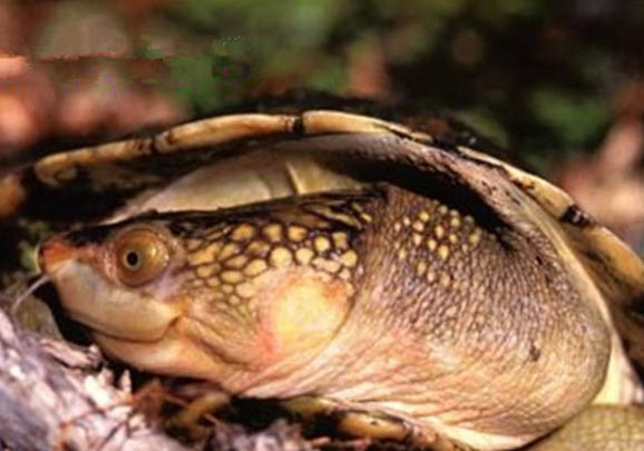 西非側頸龜和黃頭側頸龜可以混養嗎