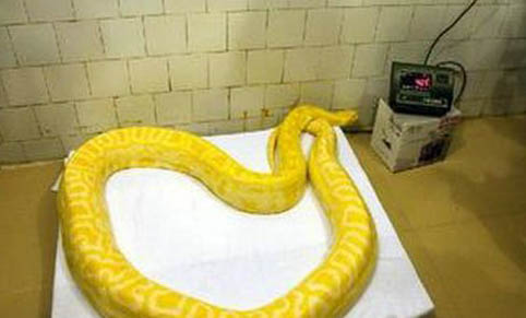 黃金蟒在哪里可以買得到