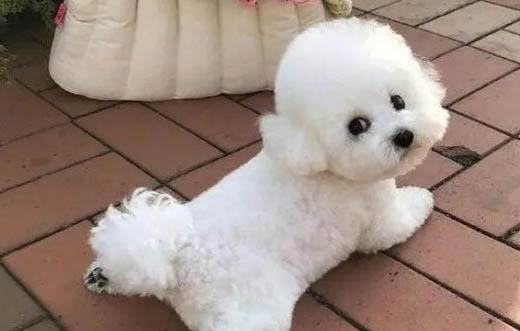比熊多久做一次造型?