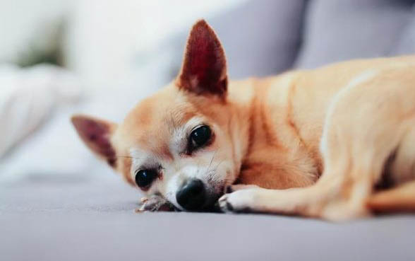 每個(gè)狗狗都有狂犬病毒嗎