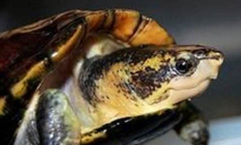 寵物龜醫(yī)院護(hù)理方法