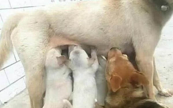 母狗發情是幾天