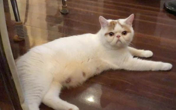 小貓的生活特點?