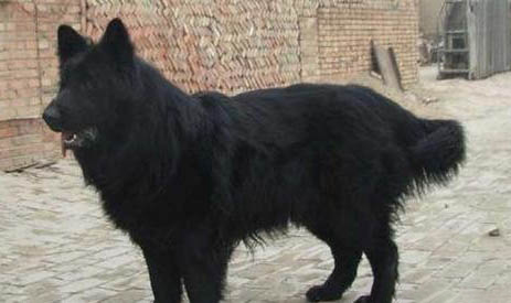 德國邊境牧羊犬幼犬價格多少一只?