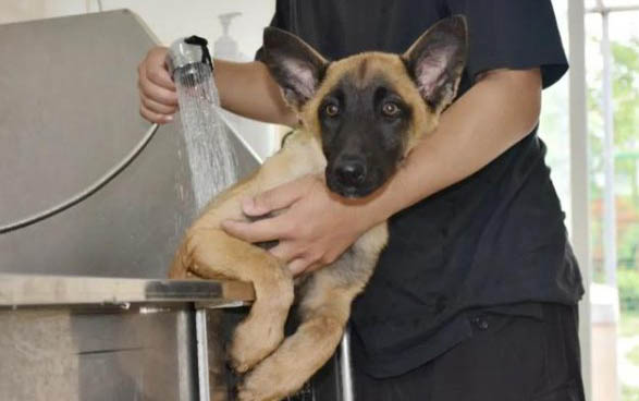 警犬都是什么品種的狗