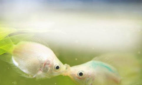 觀賞魚柱狀病的癥狀表現(xiàn)