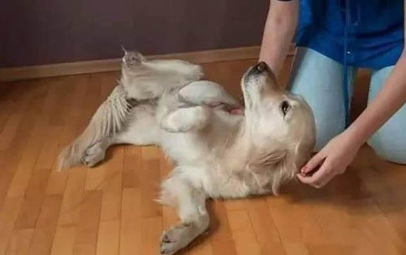 金毛狗多少錢一只