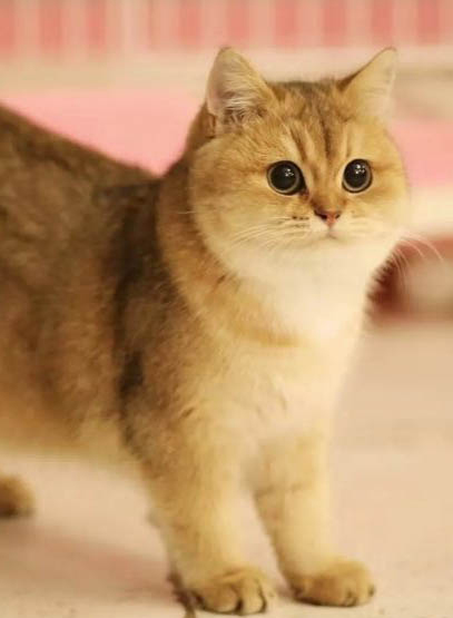 新手如何正確飼養金漸層