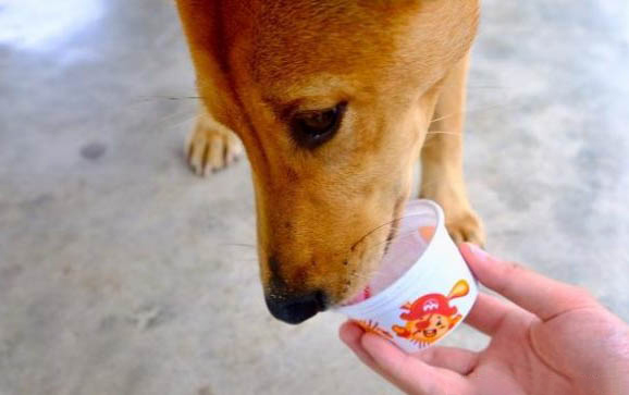 滿月小狗后腿站不起來