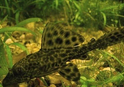 清道夫為什么會吸魚